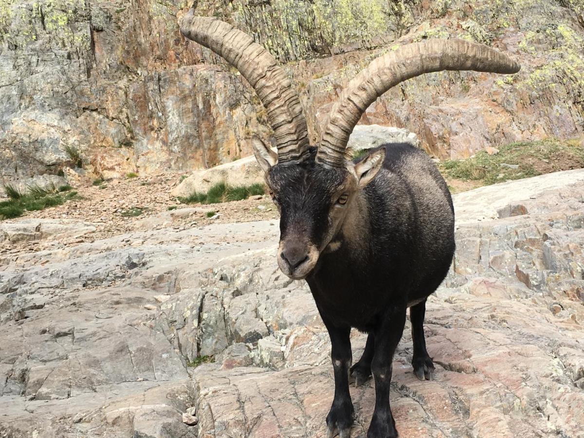 Cara Norte De Gredos Hoyos del Espino Εξωτερικό φωτογραφία